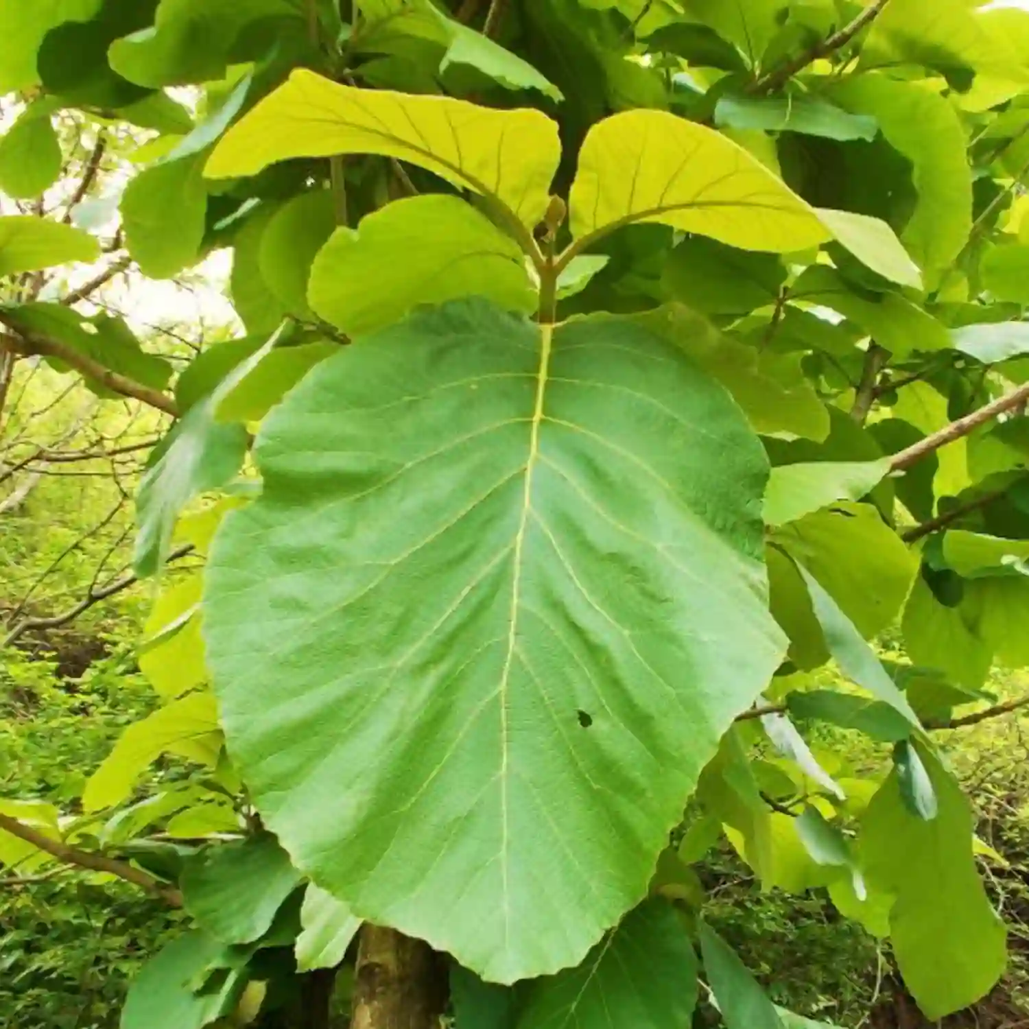 Teak Tree (સાગ વૃક્ષ)